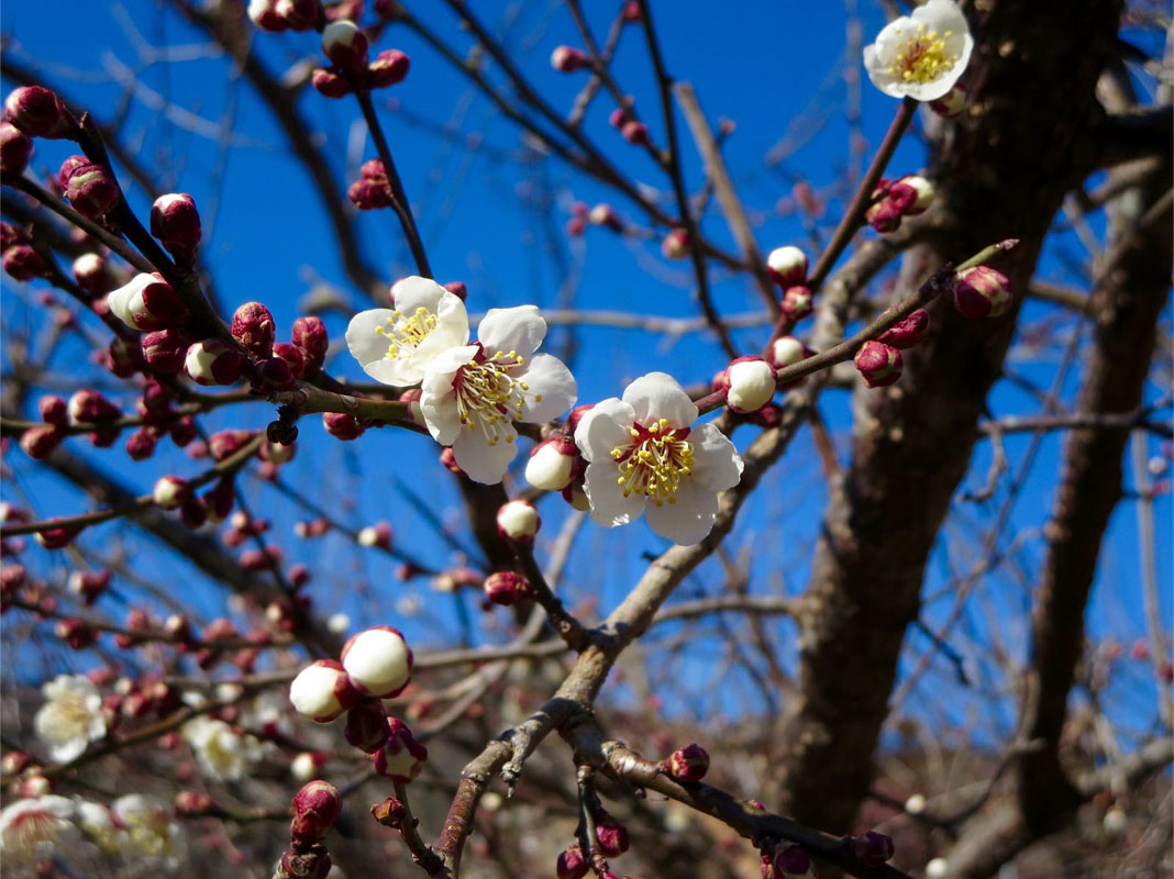 八王子 歯並び、八王子 矯正歯科