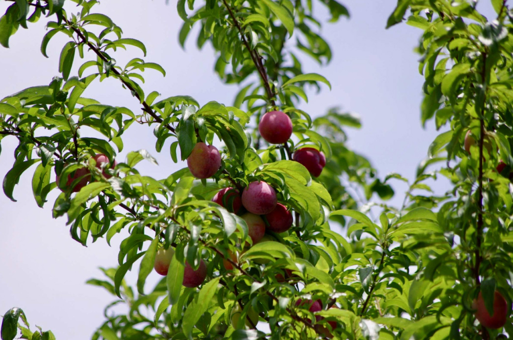 八王子 歯並び、八王子 矯正歯科