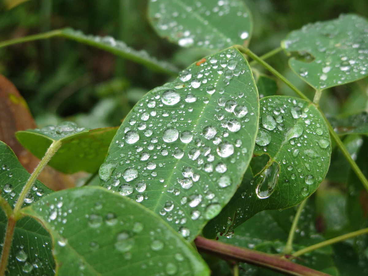 八王子 歯並び、八王子 矯正歯科