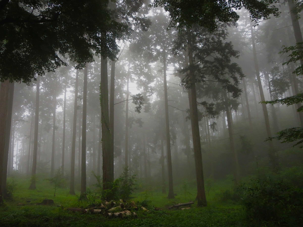 八王子 歯並び、八王子 矯正歯科