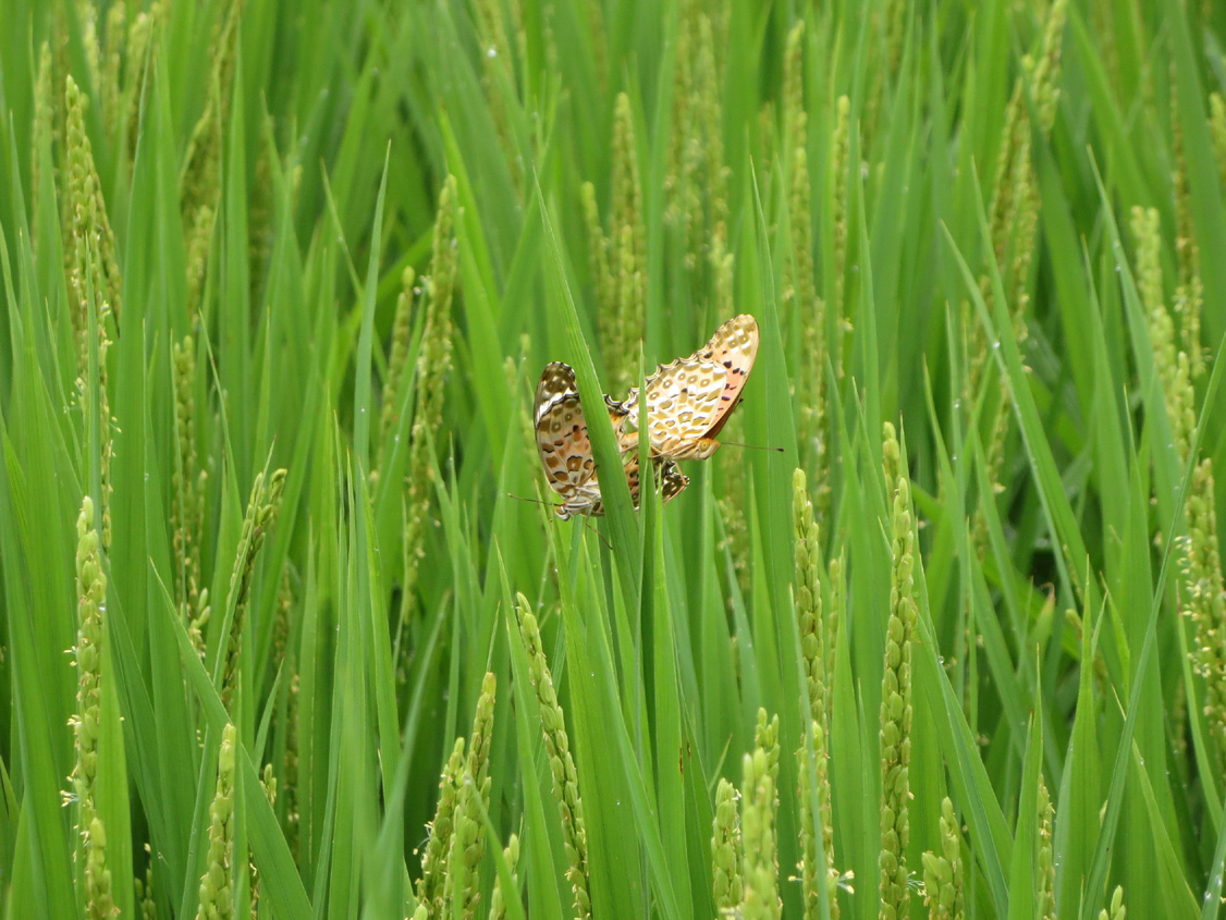 八王子 歯並び、八王子 矯正歯科