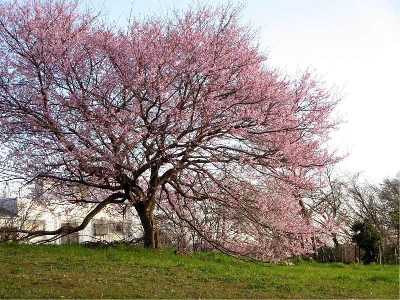 八王子 歯並び、八王子 矯正歯科