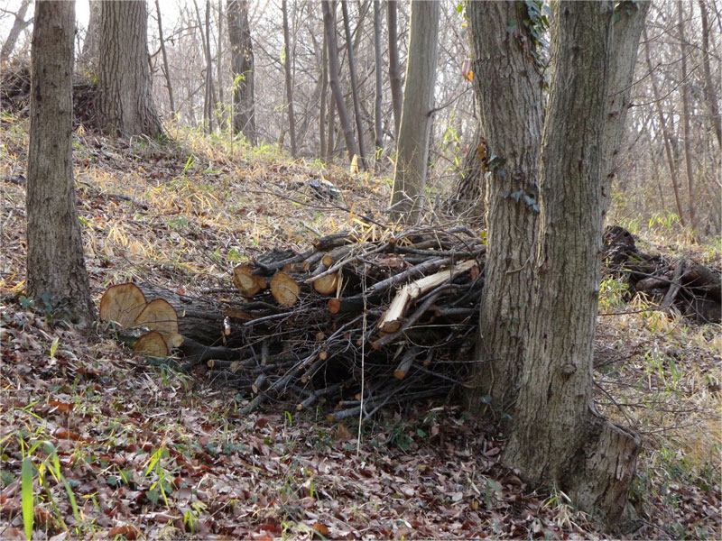 八王子 歯並び、八王子 矯正歯科