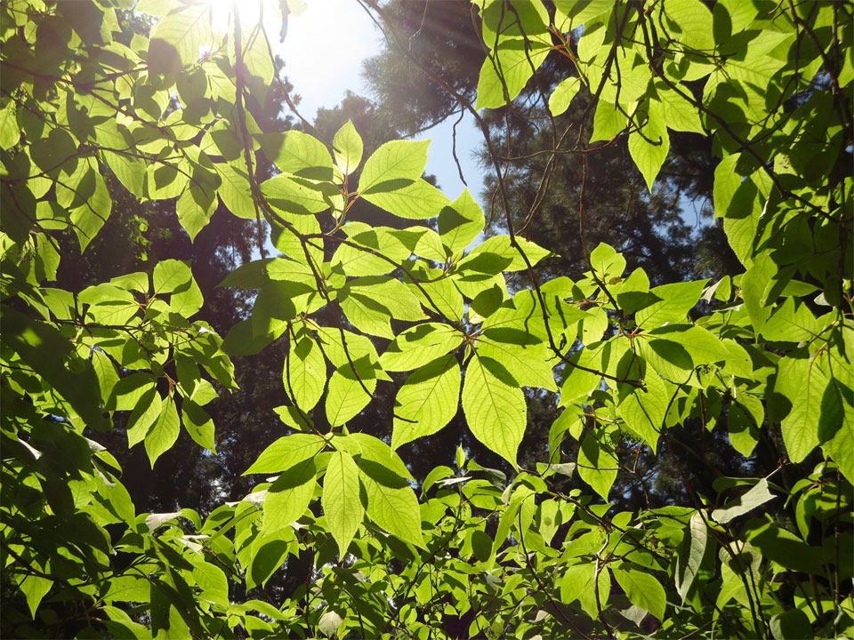 八王子 歯並び、八王子 矯正歯科